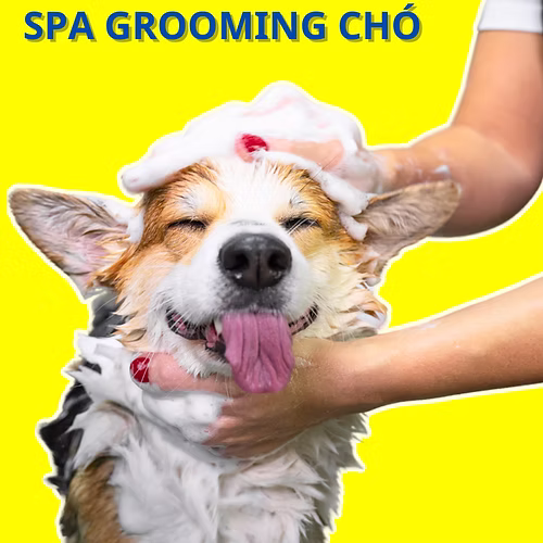 Dịch vụ spa grooming cho chó
