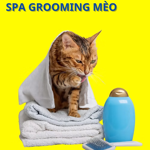 Dịch vụ spa grooming cho mèo